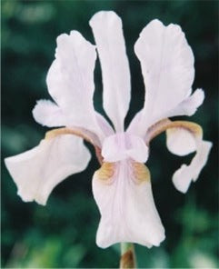 Iris Chrysoqnaphes Insehari