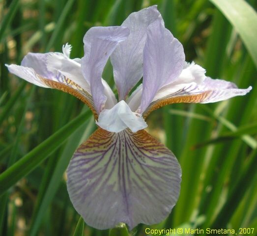 Iris Sibirica Roviny