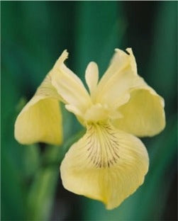Iris Pseudoacorus Ivory