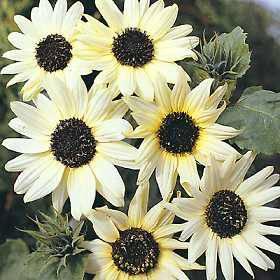 Solsikke ‘Italian White’