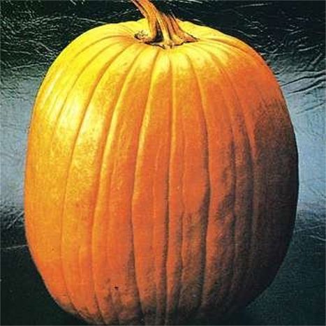 Howden Græskar - Jack'O Lantern