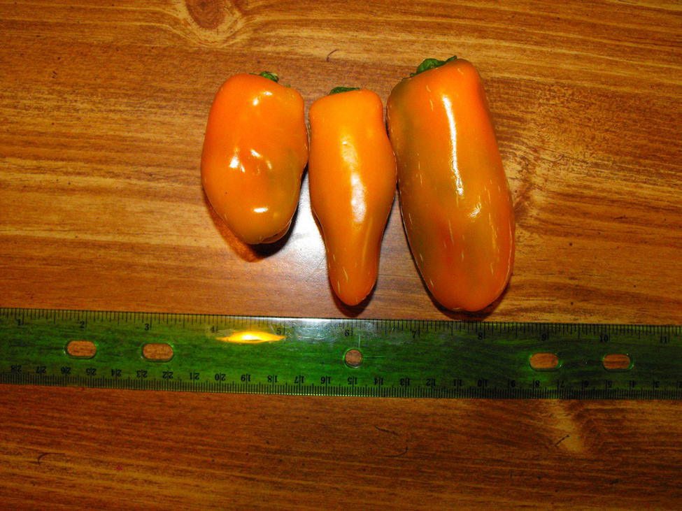 Jalapeno Orange - C. annuum