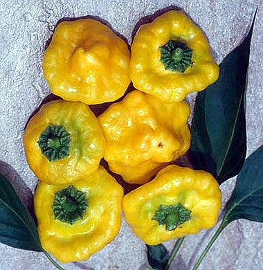 Jamaican Hot Yellow  - C. chinense