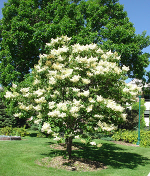 Japansk Træ syren - Syringa Reticlata