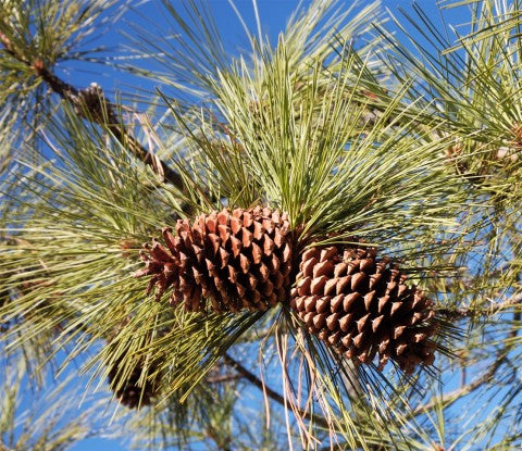 Jeffrey Fyr - Pinus jeffreyi