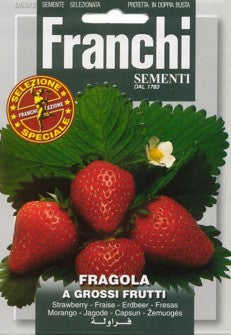 Jordbær - Quattro stagioni