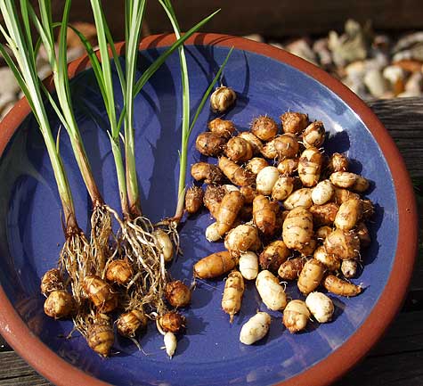Jordmandel - Cyperus Esculentus