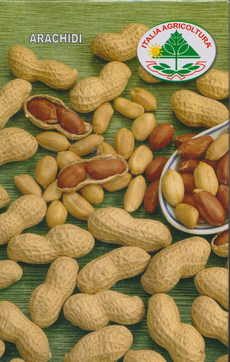 Jordnød - Arachis hypogaea