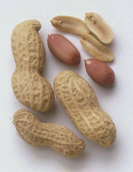 Jordnødder - Arachis hypogaea - Plante
