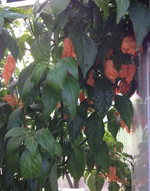 Jay´s Peach Ghost - Plante