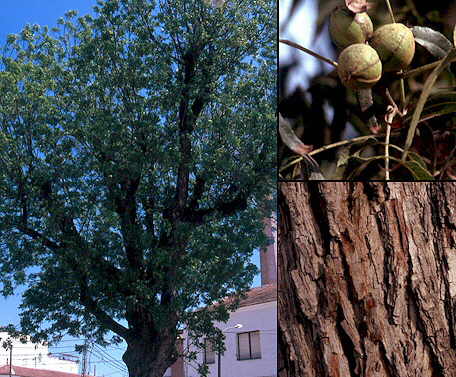 Hjertenød - Juglans cordiformis