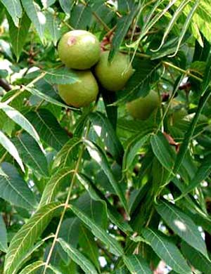 Sort Valnød - Juglans Nigra