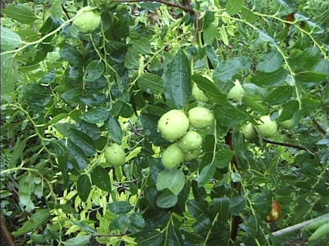 Jujube - Brystbær - Ziziphus jujuba (Zizula)