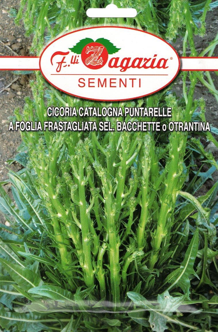 Cicoria - Julesalat - catalogna Punrarelle A Foglia Frastagliata