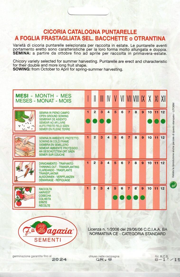 Cicoria - Julesalat - catalogna Punrarelle A Foglia Frastagliata