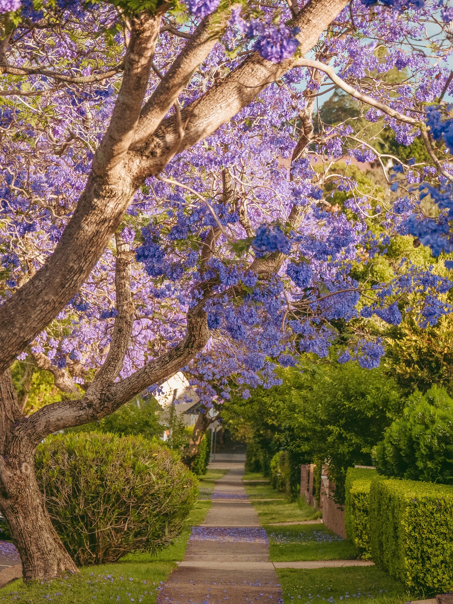 Jacaranda træ - Jacaranda mimosifolia