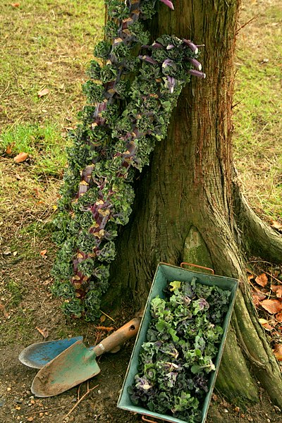 Blomsterkål - Kalette - Petit Posy Mixed
