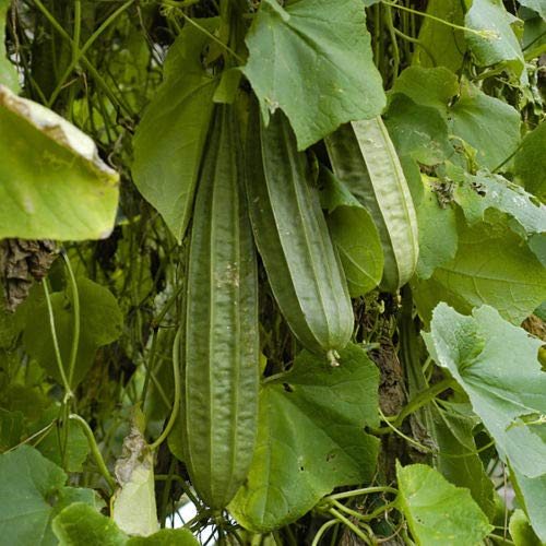 Kantagurk - Luffa acutangula