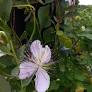 Kapers - Capparis Spinosa