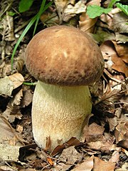 Mycelie til Karl Johan - Boletus Edulis