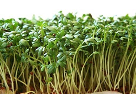 Karse - Lepidium sativum - ØKO frø