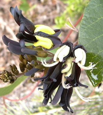 Black Coral Pea - Snake Vine - Kennedia Nigricans