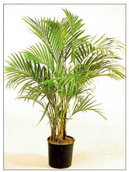 Kentia Palme - Howea forsteriana