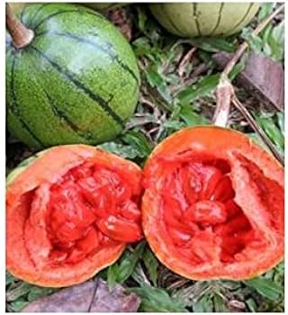 Kinesisk passionsfrugt - Cionosicys macranthus