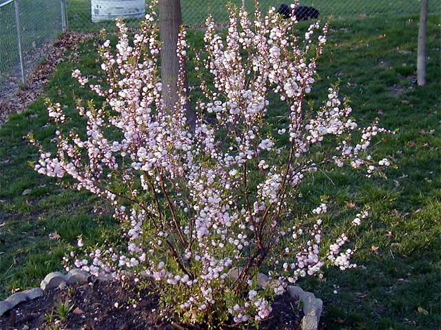 Kinesisk Mandel Kirsebær -  Prunus Glandulosa