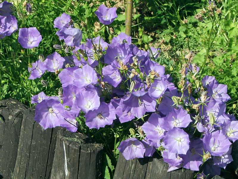 Karpatisk Klokkeblomst - Campanula carpatica