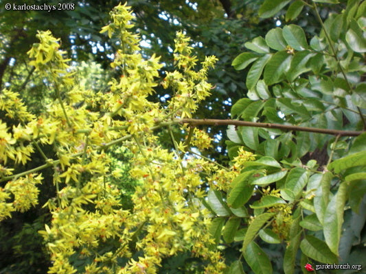 Kinesisk Flammetræ - Koelreuteria integrifolia
