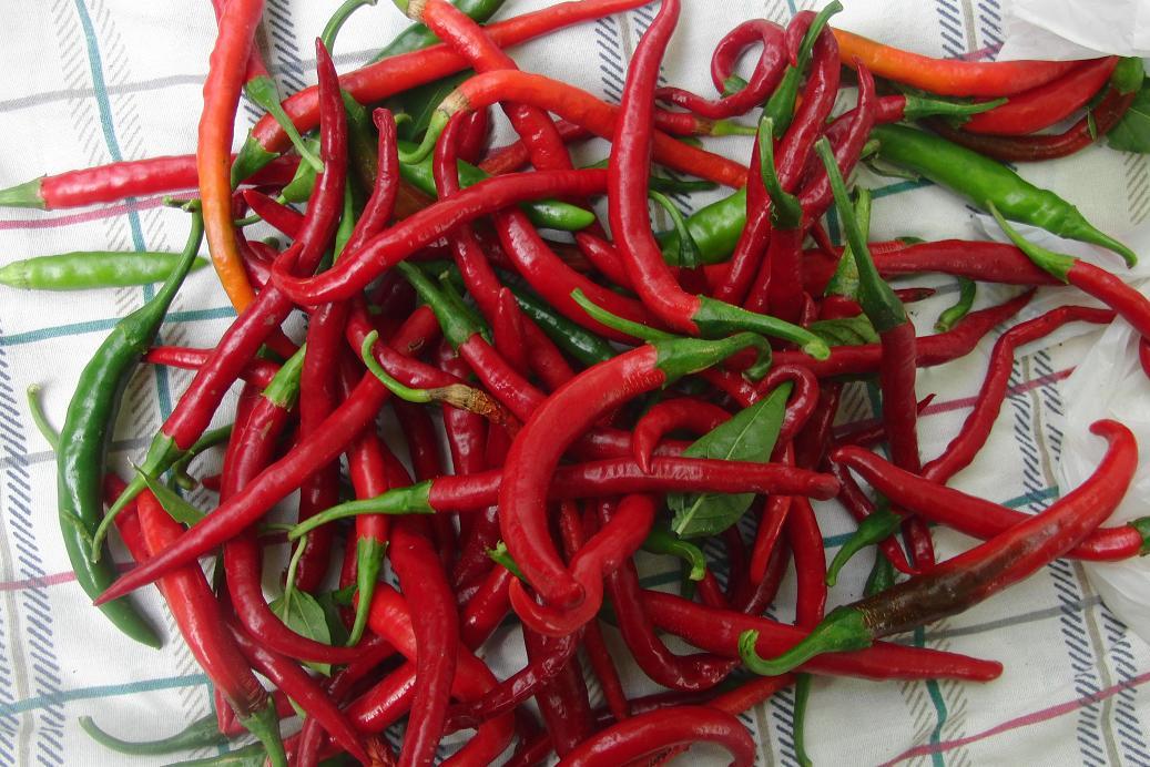 Kogi - C. annuum