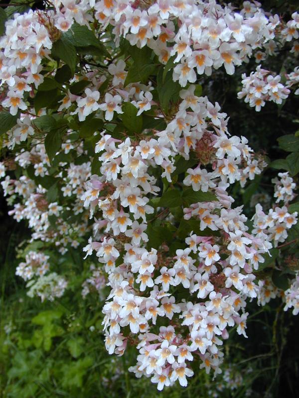 Dronningebusk - Kolkwitzia amabilis