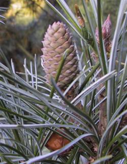 Koreafyr - Pinus koraiensis