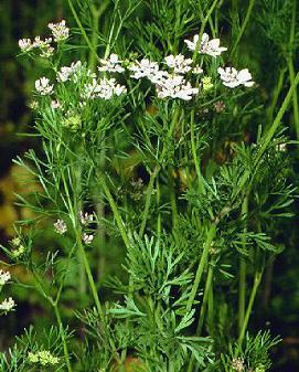 Koriander - Coriandrum sativum