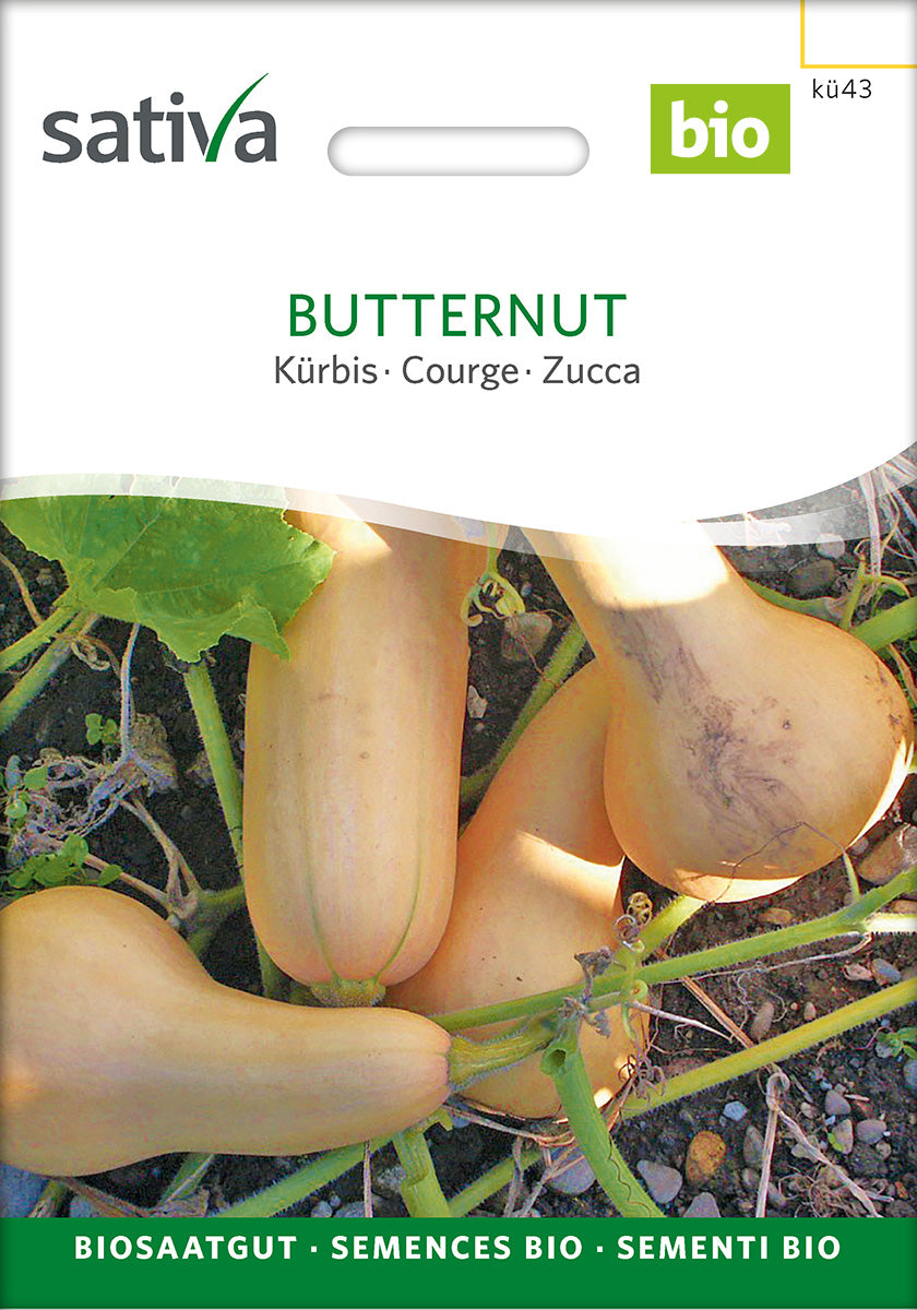 Græskar - Butternut - ØKO