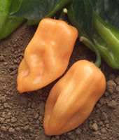 Habanero Kukulkan – C. chinense