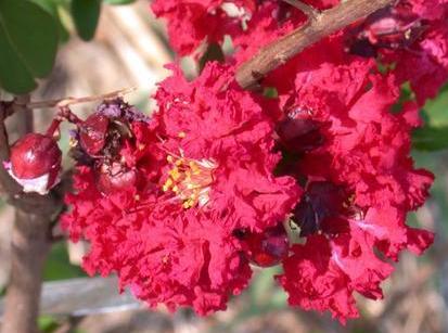 Crape Myrtle - Lagerstroemia Indica