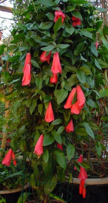 Chilensk Klokkeblomst - Lapageria Rosea