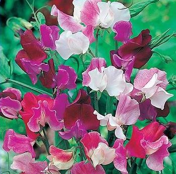 Ærteblomst 'Mixed'- Lathyrus Odorata