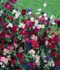 Ærteblomst 'Knee-High' - Lathyrus Odorata