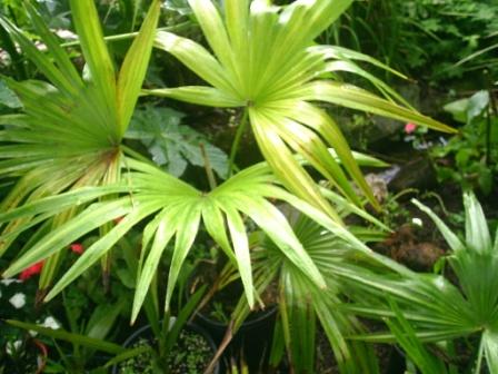Storbladet Hørpalme - Trachycarpus latisectus