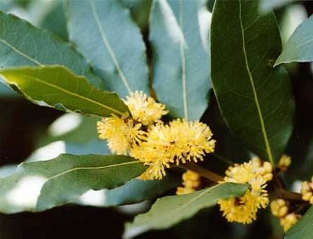 Ægte Laurbær (Laurus nobilis) FRØ