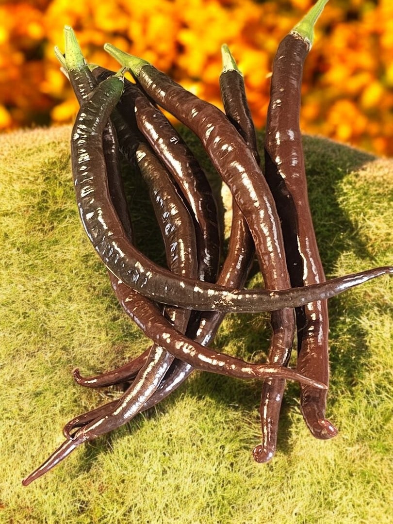 Lazzaretto Chocolate - C.Annuum