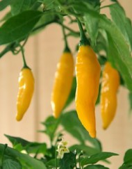 Lemon Drop - Plante