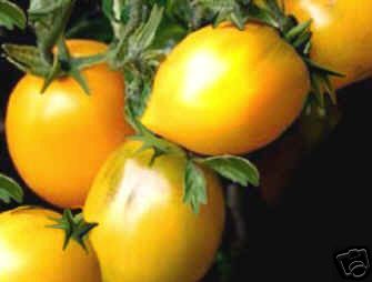 Lemon Blomme - Tomat