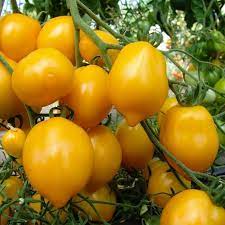 Lemon Plum - Tomat
