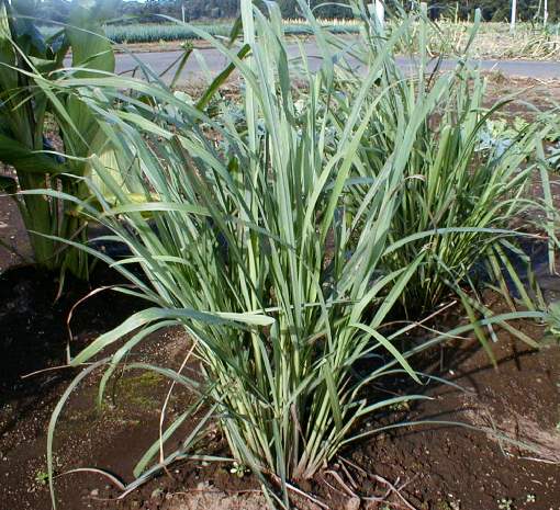 Citrongræs - Cympogon flexuosus