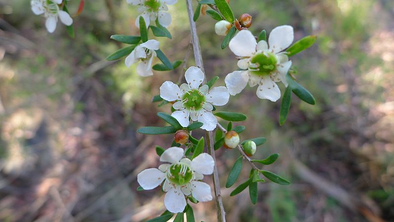 Yellow Te Træ - Leptospermum polygalifolium
