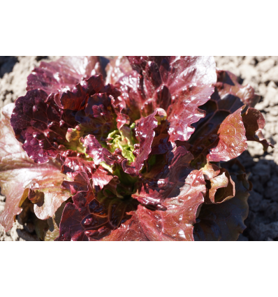 Salat - Florinred